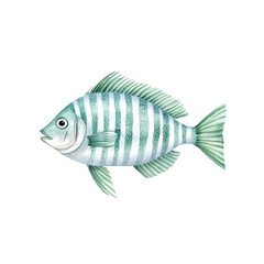 Freshwater carp swimming underwater, isolated on a white background, perfect for seafood illustrations
