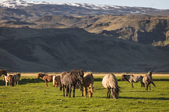 Icelandic horses grazing in green fields