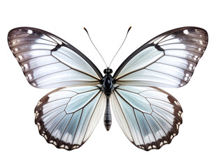Fototapeta premium Glass Wing Butterfly with Transparent Wings in Soft Lighting, isolated on a transparent background.