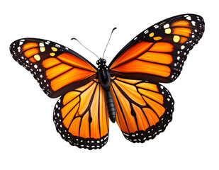 Fototapeta premium Realistic Monarch Butterfly with Open Wings, isolated on a transparent background.