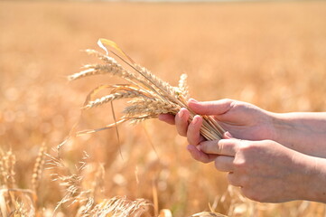 wheat field and blue sky