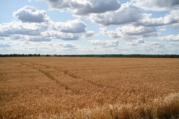 Obraz premium wheat field and blue sky