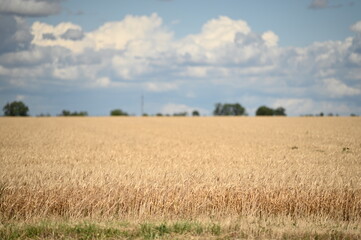 wheat field and blue sky