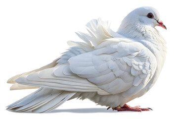 Obraz premium White Dove with Red Eyes Standing on Smooth Surface Symbolizing Peace and Purity White jacobin pigeon perched gracefully isolated on a white background