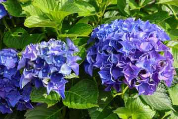 日本周遊　百花繚乱の箱根強羅公園