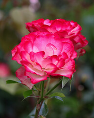 日本周遊　百花繚乱の箱根強羅公園