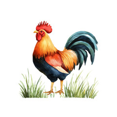 Fototapeta premium Red and colorful rooster standing on a white background