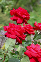 日本周遊　百花繚乱の箱根強羅公園