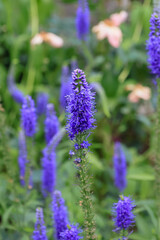 日本周遊　百花繚乱の箱根強羅公園