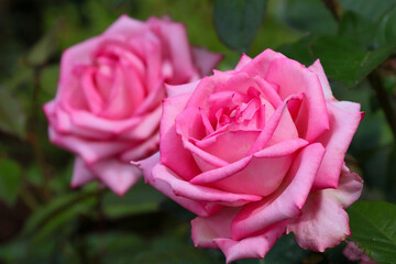 日本周遊　百花繚乱の箱根強羅公園