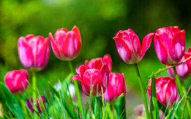 red tulips bloom on a green natural background
