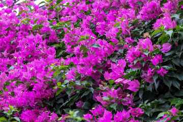 日本周遊　百花繚乱の箱根強羅公園