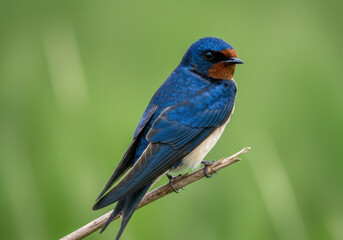 A stunning shot of a swallow bird, perched on a small branch.