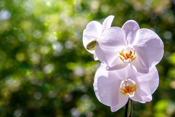 Branch of a white orchid on a green natural background