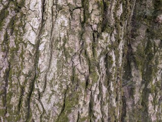 Photo of poplar tree bark