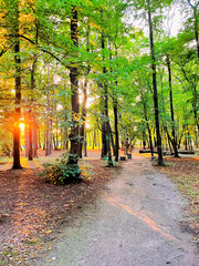 Sunset forest, wild park in the sun, fallen tree