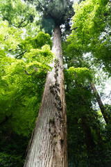 Fototapeta premium Towering forest tree on the Kurama to Kibune hike in Japan