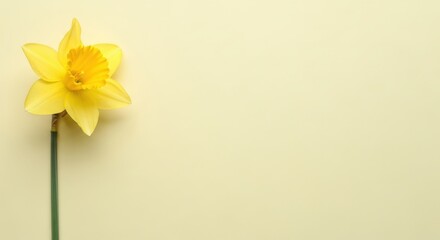 Obraz premium Single yellow daffodil flower on pale yellow background perfect for spring cards and Easter designs