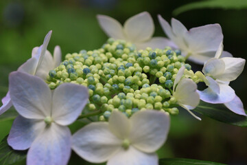 日本周遊　箱根山のホテルあたり