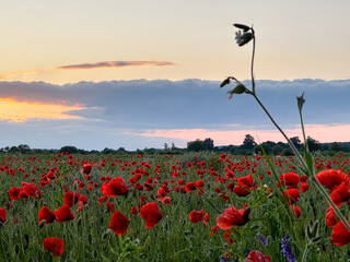 Vibrant Red Poppies Under Cloudy Sky