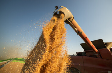 Combine harvesters transferring freshly harvested wheat to tractor-trailer