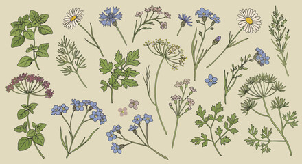 Botanical illustration with chamomile, cornflower, oregano and forget-me-nots