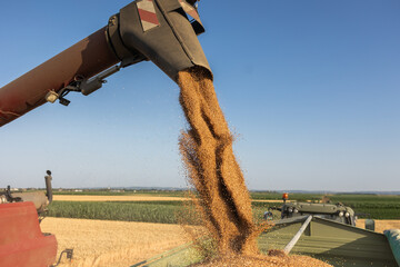 Combine harvesters transferring freshly harvested wheat to tractor-trailer