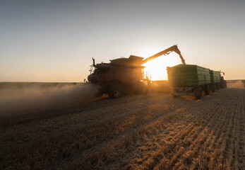 Combine harvesters transferring freshly harvested wheat to tractor-trailer