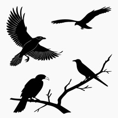 Obraz premium silhouettes of birds