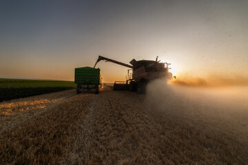 Combine harvesters transferring freshly harvested wheat to tractor-trailer