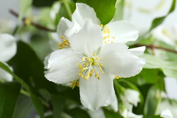 Beautiful white jasmine flowers, close up