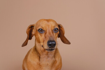 Brown dachshund dog portrait on beige background suitable for pet care advertising and veterinary...