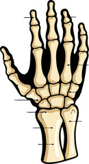 Detailed Illustration of Human Hand Bones and Wrist Anatomy