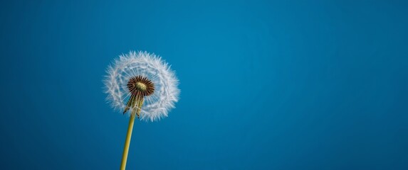 Dandelion Seed Head in Full Bloom on a Stem Against a Plain, Blue Background.