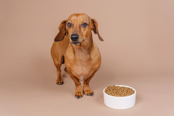 Dachshund looking up with suspicion beside food bowl on beige background ideal for picky eaters or...