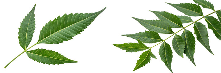 Azadirachta indica leaves (neem leaves)