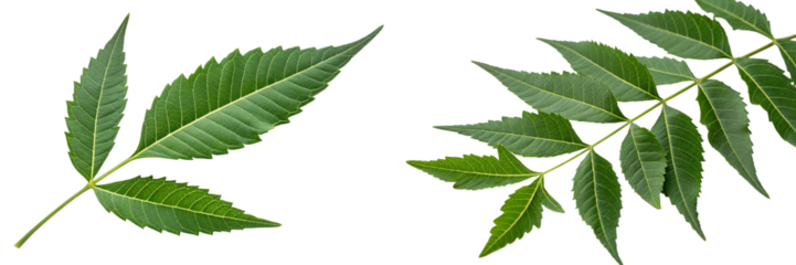 Azadirachta indica leaves (neem leaves)