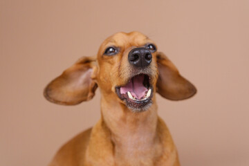 Dachshund yawning near food bowl – morning routine and pet expression concept