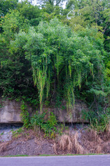 Southern Illinois Nature

