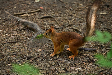 A red squirrel runs along the ground in search of food.