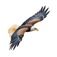 Obraz premium Soaring Eagle: An majestic bald eagle glides effortlessly through the air, its powerful wings spread wide in a display of freedom and strength.