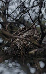 Southern Illinois Nature

