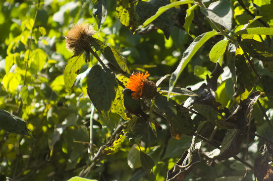 Red-tailed Comet Hummingbird (Sappho sparganurus) on an Orange Flower at the Celestino Gelsi Dam, El Cadillal, Tafi Viejo, Tucum&aacute;n, Argentina