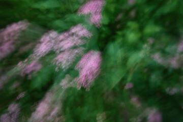 Delicate pink wildflowers bloom among vibrant green foliage, captured in soft focus during a serene...