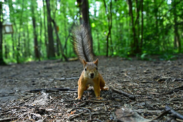 A red squirrel runs along the ground in search of food.