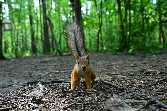 A red squirrel runs along the ground in search of food. - Powered by Adobe