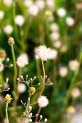 white daisies in the garden