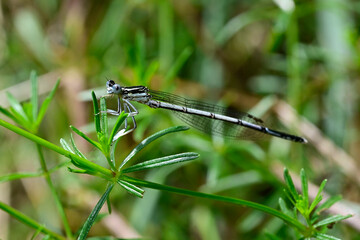 Blaue Federlibelle // White-legged damselfly, blue featherleg (Platycnemis pennipes)