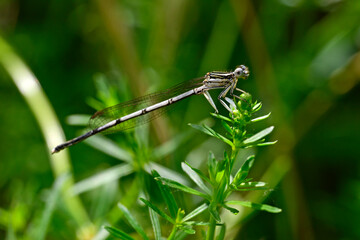 Blaue Federlibelle - Weibchen // White-legged damselfly, blue featherleg - female (Platycnemis...