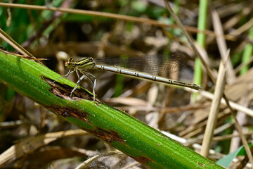 Blaue Federlibelle - Weibchen // White-legged damselfly, blue featherleg - female (Platycnemis pennipes)
